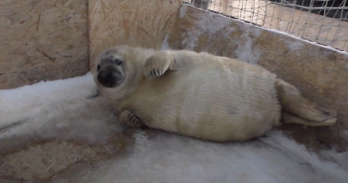Впервые в истории в неволе родился серый тюлень. И история страсти его родителей достойна экранизации