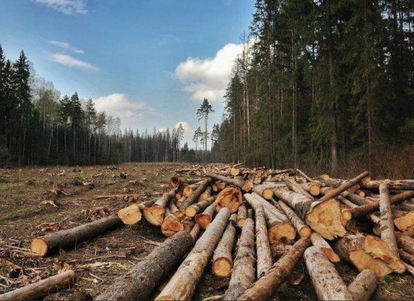 
Для борьбы с клещевым энцефалитом в России увеличат вырубку лесов 
